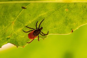 P.A.C. Anti Insect